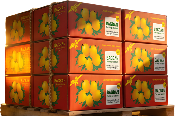 Premium Fresh Alphonso Mango